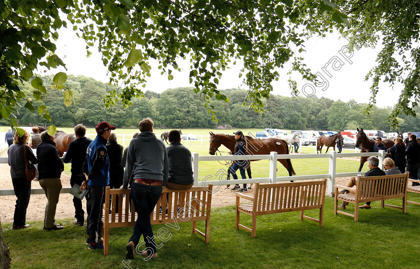 Ascot-sales-0001 
 Horses parading during the Tattersalls Ireland Ascot Sale
5 Jun 2018 - Pic Steven Cargill / Racingfotos.com