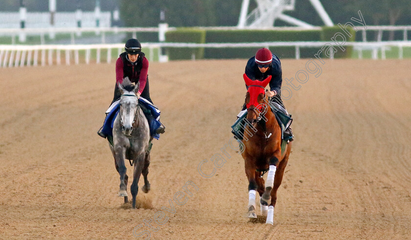 Max-Mayhem-and-Silver-Sword-0001 
 MAX MAYHEM (right) with SILVER SWORD (left) training at the Dubai Racing Carnival
Meydan 22 Jan 2025 - Pic Steven Cargill / Racingfotos.com