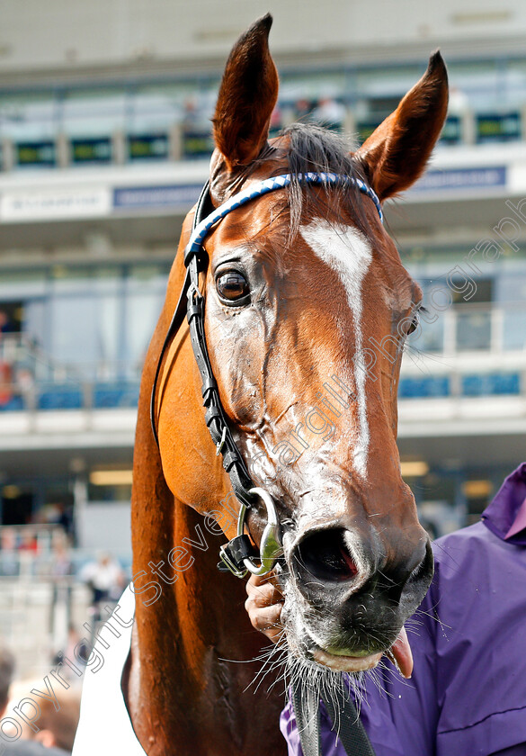 Enbihaar-0007 
 ENBIHAAR after The DFS Park Hill Stakes
Doncaster 12 Sep 2019 - Pic Steven Cargill / Racingfotos.com