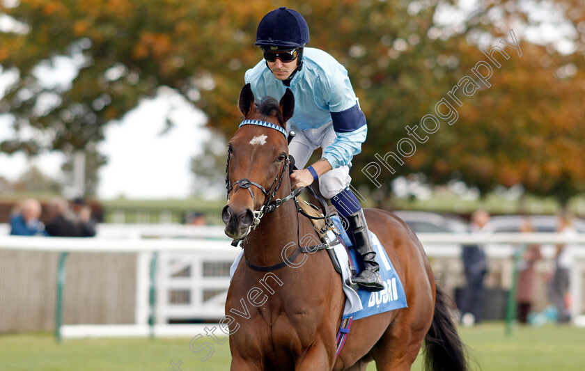 Believing-0002 
 BELIEVING (Kevin Stott)
Newmarket 7 Oct 2022 - Pic Steven Cargill / Racingfotos.com