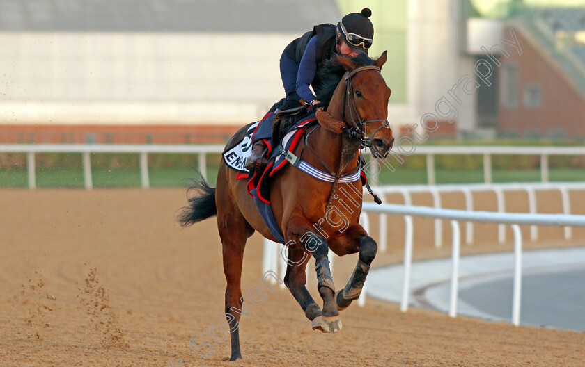 Enemy-0002 
 ENEMY exercising for trainer Ian Williams
Meydan, Dubai, 3 Feb 2022 - Pic Steven Cargill / Racingfotos.com