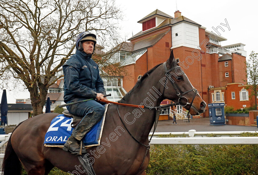 Chasing-Fire-0001 
 CHASING FIRE
Coral Gold Cup gallops morning Newbury 19 Nov 20234 - Pic Steven Cargill / Racingfotos.com