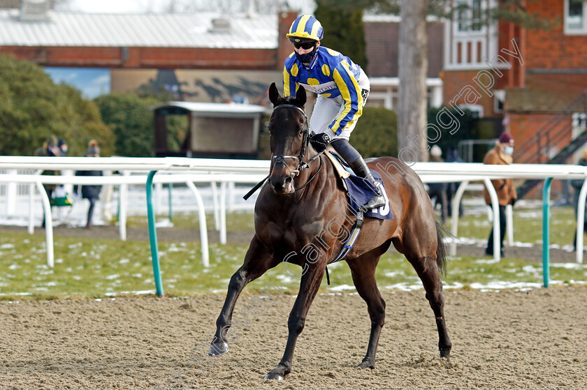 Poet s-Eye-0001 
 POET'S EYE (Daniel Muscutt)
Lingfield 13 Feb 2021 - Pic Steven Cargill / Racingfotos.com