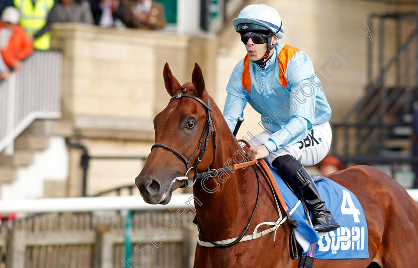 Dear-My-Friend-0001 
 DEAR MY FRIEND (Richard Kingscote)
Newmarket 8 Oct 2022 - Pic Steven Cargill / Racingfotos.com