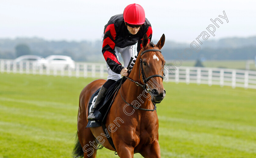 Vespertilio-0002 
 VESPERTILIO (Billy Lee)
The Curragh 10 Sep 2023 - Pic Steven Cargill / Racingfotos.com