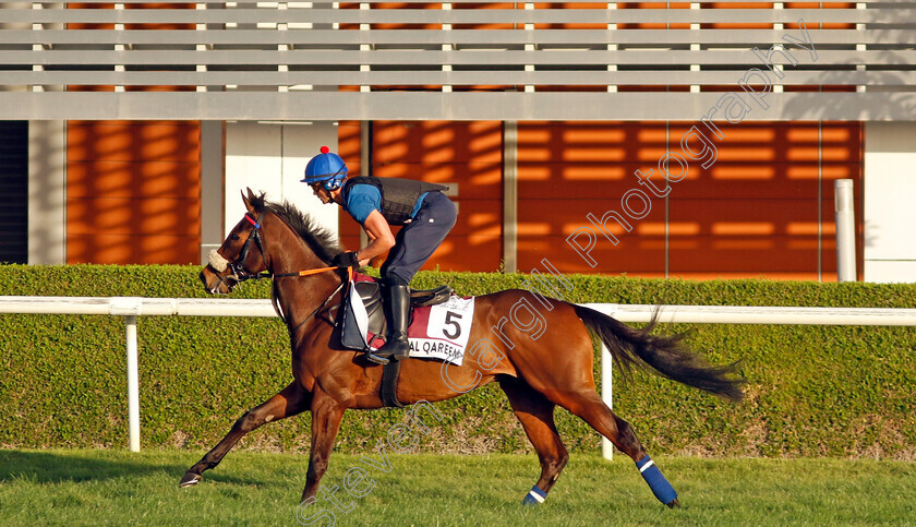 Al-Qareem-0002 
 AL QAREEM training for The Dubai Gold Cup
Meydan, Dubai, 22 Mar 2023 - Pic Steven Cargill / Racingfotos.com