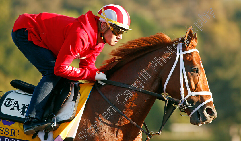 Vino-Rosso-0001 
 VINO ROSSO training for the Breeders' Cup Classic
Santa Anita USA 30 Oct 2019 - Pic Steven Cargill / Racingfotos.com