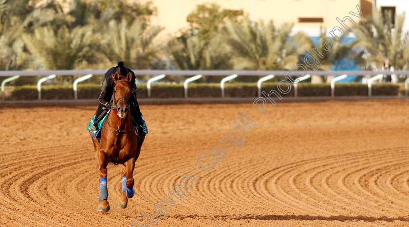 Taiba-0012 
 TAIBA training for the Saudi Cup
King Abdulaziz Racecourse, Kingdom Of Saudi Arabia, 23 Feb 2023 - Pic Steven Cargill / Racingfotos.com