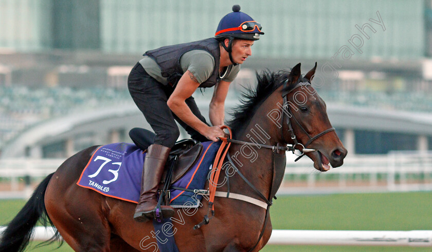 Tangled-0002 
 TANGLED, trained by Richard Hannon, exercising in preparation for The Dubai World Cup Carnival, Meydan 18 Jan 2018 - Pic Steven Cargill / Racingfotos.com