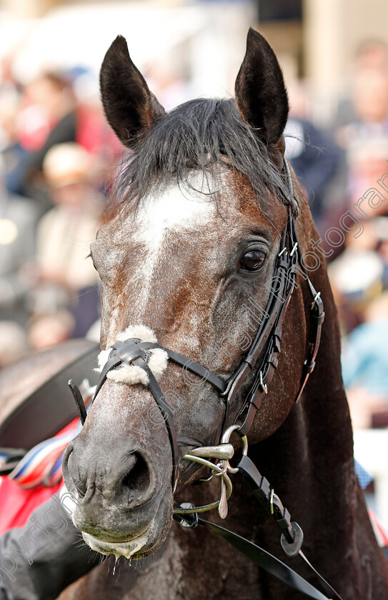 Roaring-Lion-0016 
 ROARING LION after The Betfred Dante Stakes York 17 May 2018 - Pic Steven Cargill / Racingfotos.com