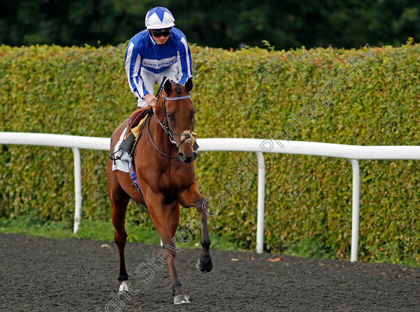 The-Lost-King-0001 
 THE LOST KING (Rob Hornby)
Kempton 7 Aug 2024 - Pic Steven Cargill / Racingfotos.com