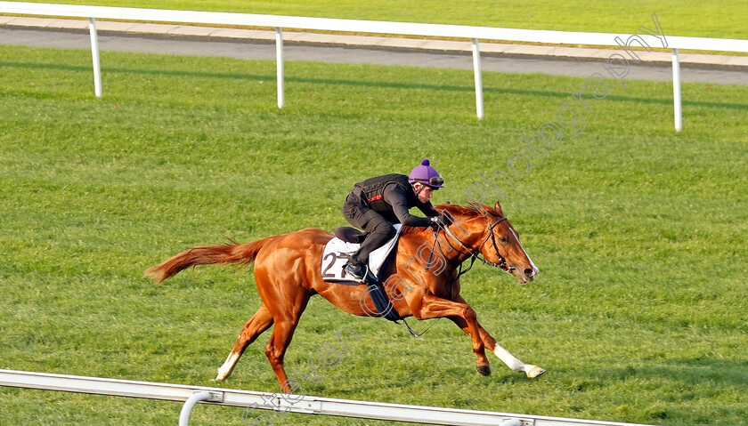 Zoulu-Chief-0003 
 ZOULU CHIEF training at the Dubai Racing Carnival 
Meydan 4 Jan 2024 - Pic Steven Cargill / Racingfotos.com