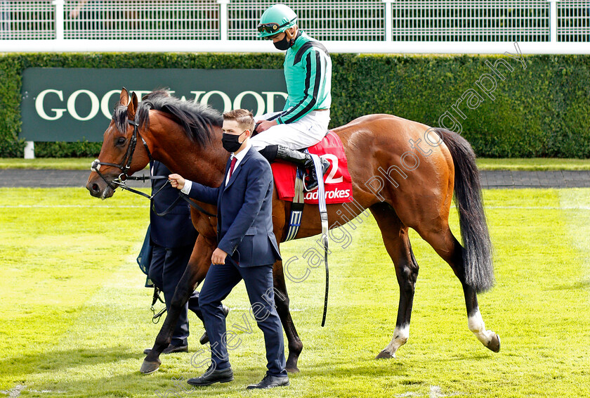 Century-Dream-0007 
 CENTURY DREAM (James Doyle) after The Ladbrokes Celebration Mile
Goodwood 29 Aug 2020 - Pic Steven Cargill / Racingfotos.com