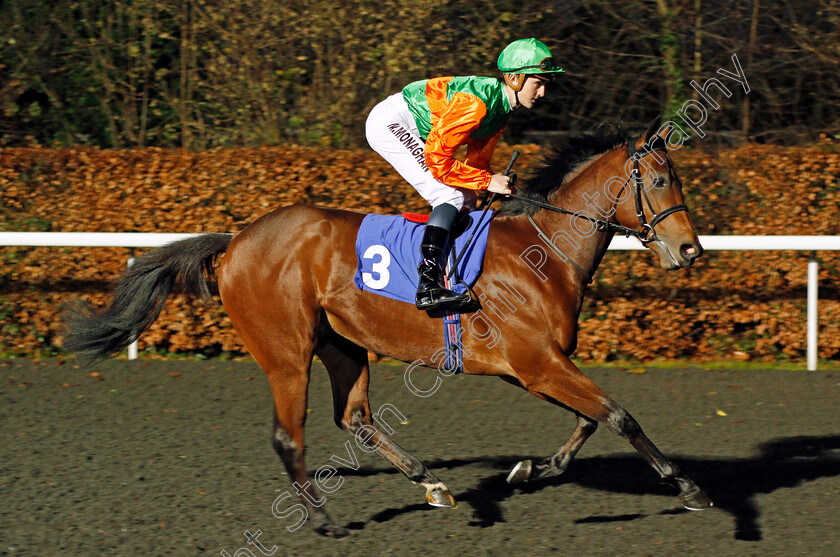 Holy-Shambles-0002 
 HOLY SHAMBLES (Marc Monaghan) Kempton 13 Dec 2017 - Pic Steven Cargill / Racingfotos.com