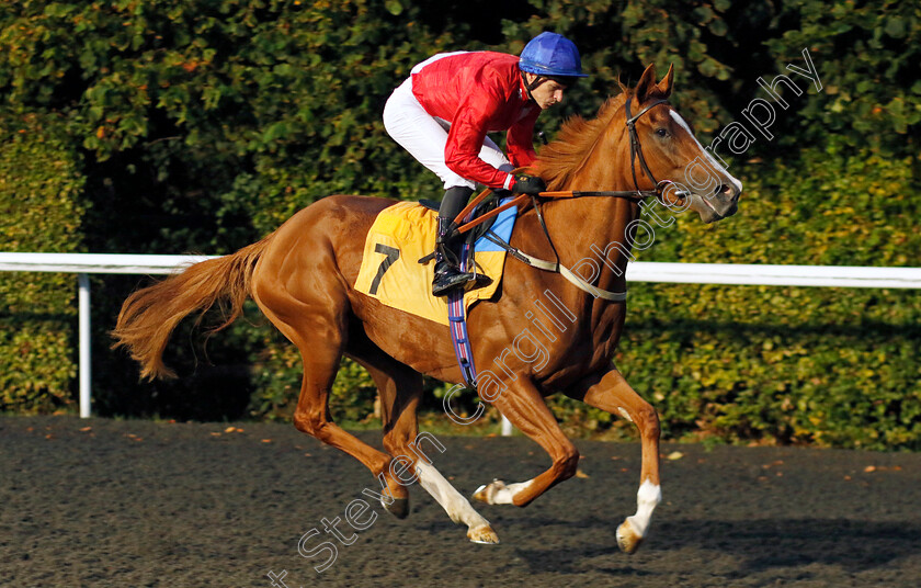 Prevail-0001 
 PREVAIL (Richard Kingscote)
Kempton 6 Sep 2024 - Pic Steven Cargill / Racingfotos.com