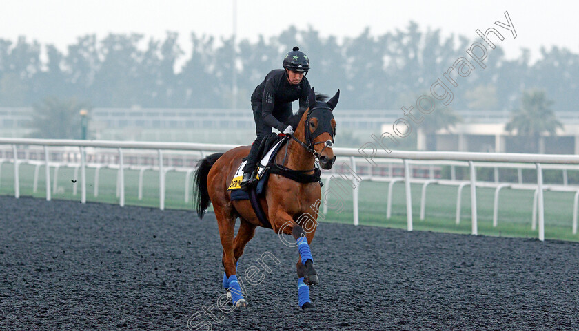 Lord-North-0001 
 LORD NORTH training for the Dubai Turf
Meydan, Dubai, 22 Mar 2022 - Pic Steven Cargill / Racingfotos.com