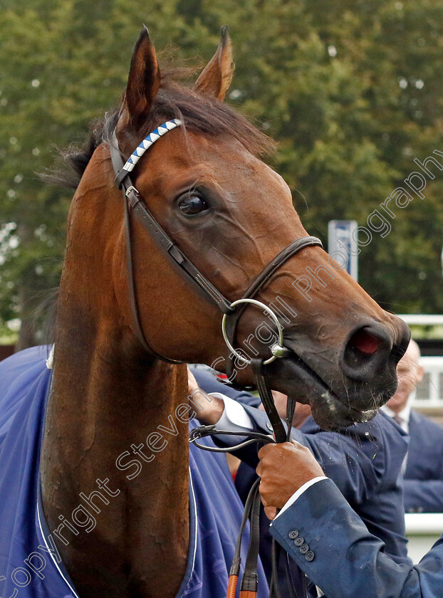 Alyanaabi-0008 
 ALYANAABI winner of The Tattersalls Stakes
Newmarket 28 Sep 2023 - Pic Steven Cargill / Racingfotos.com