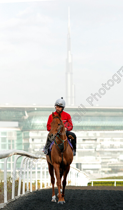 Salateen-0001 
 SALATEEN, trained by David O'Meara, exercising in preparation for The Dubai World Cup Carnival, Meydan 18 Jan 2018 - Pic Steven Cargill / Racingfotos.com