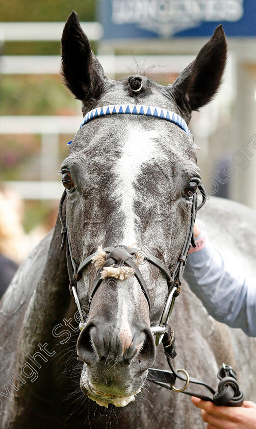 Morando-0010 
 MORANDO after The Property Raceday Cumberland Lodge Stakes
Ascot 5 Oct 2019 - Pic Steven Cargill / Racingfotos.com