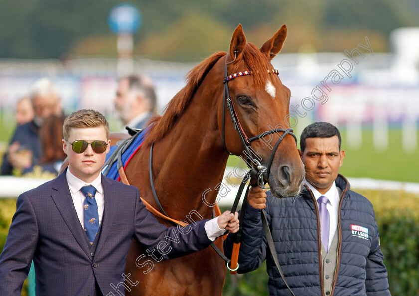 Desert-Hero-0001 
 DESERT HERO 
Doncaster 16 Sep 2023 - Pic Steven Cargill / Racingfotos.com