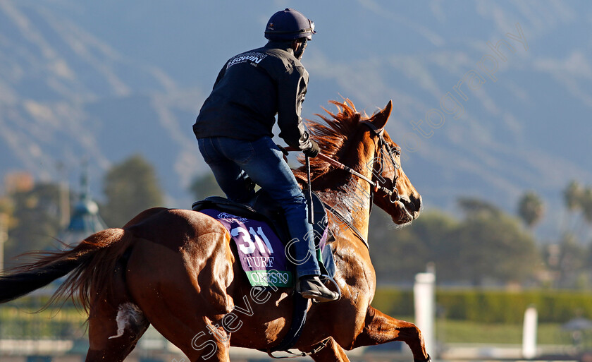 Onesto-0001 
 ONESTO training for The Breeders' Cup Turf 
Santa Anita USA, 31 October 2023 - Pic Steven Cargill / Racingfotos.com