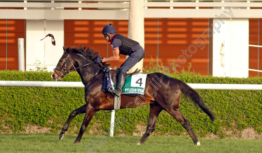 Pyledriver-0002 
 PYLEDRIVER training for the Sheema Classic
Meydan, Dubai, 23 Mar 2022 - Pic Steven Cargill / Racingfotos.com