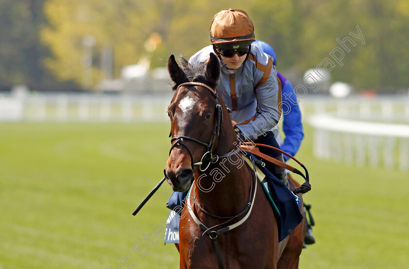 Action-Point-0001 
 ACTION POINT (Hollie Doyle)
Ascot 3 May 2023 - Pic Steven Cargill / Racingfotos.com