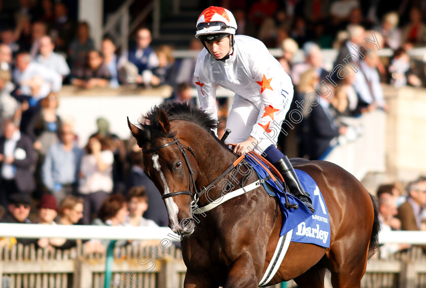 Advertise-0001 
 ADVERTISE (Oisin Murphy)
Newmarket 13 Oct 2018 - Pic Steven Cargill / Racingfotos.com