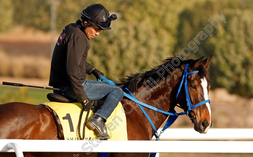 Deirdre-0003 
 DEIRDRE preparing for the Neom Turf Cup
Riyadh Racecourse, Kingdom of Saudi Arabia 26 Feb 2020 - Pic Steven Cargill / Racingfotos.com