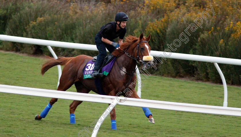 Ulysses-0007 
 ULYSSES training for The Breeders' Cup Turf at Del Mar USA 31 Oct 2017 - Pic Steven Cargill / Racingfotos.com