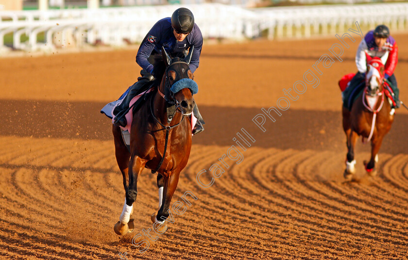 Dancing-Prince-0001 
 DANCING PRINCE training for The Dirt Sprint
King Abdulaziz Racetrack, Riyadh, Saudi Arabia 23 Feb 2022 - Pic Steven Cargill / Racingfotos.com