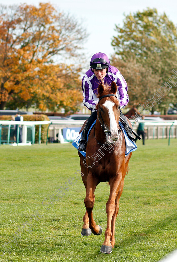 Norway-0001 
 NORWAY (Seamie Heffernan) before The Godolphin Flying Start Zetland Stakes
Newmarket 13 Oct 2018 - Pic Steven Cargill / Racingfotos.com