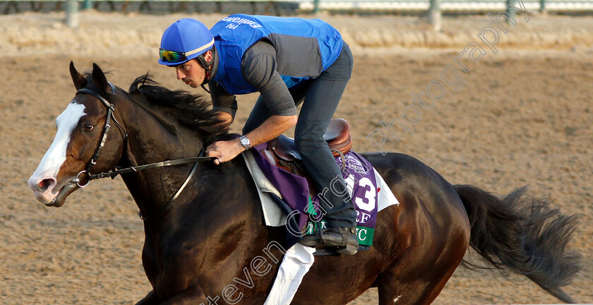 Talismanic-0001 
 TALISMANIC exercising ahead of The Breeders' Cup Turf
Churchill Downs USA 31 Oct 2018 - Pic Steven Cargill / Racingfotos.com