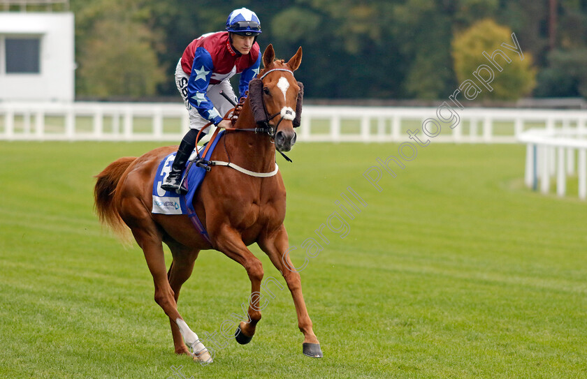 Justus-0001 
 JUSTUS (Richard Kingscote)
Ascot 30 Sep 2022 - Pic Steven Cargill / Racingfotos.com