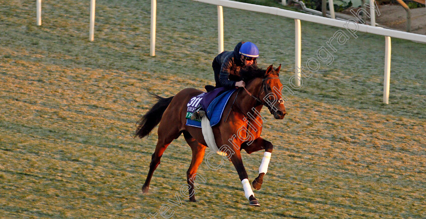 Old-Persian-0004 
 OLD PERSIAN (William Buick) training for The Breeders' Cup Turf
Santa Anita USA 31 Oct 2019 - Pic Steven Cargill / Racingfotos.com