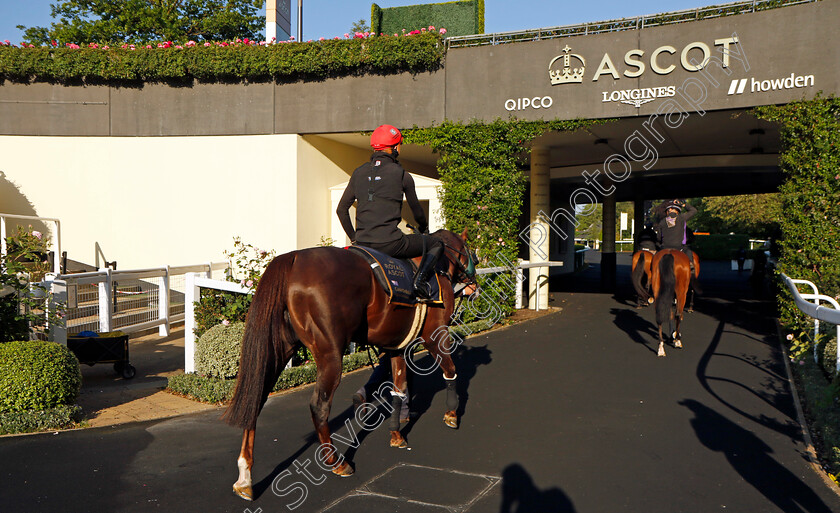 Cannonball-0010 
 CANNONBALL preparing for Royal Ascot
Ascot 14 Jun 2023 - Pic Steven Cargill / Racingfotos.com