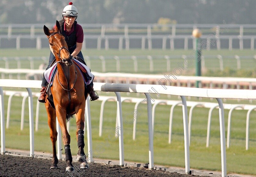 Big-Orange-0003 
 BIG ORANGE exercising in preparation for the Dubai Gold Cup Meydan 28 Mar 2018 - Pic Steven Cargill / Racingfotos.com