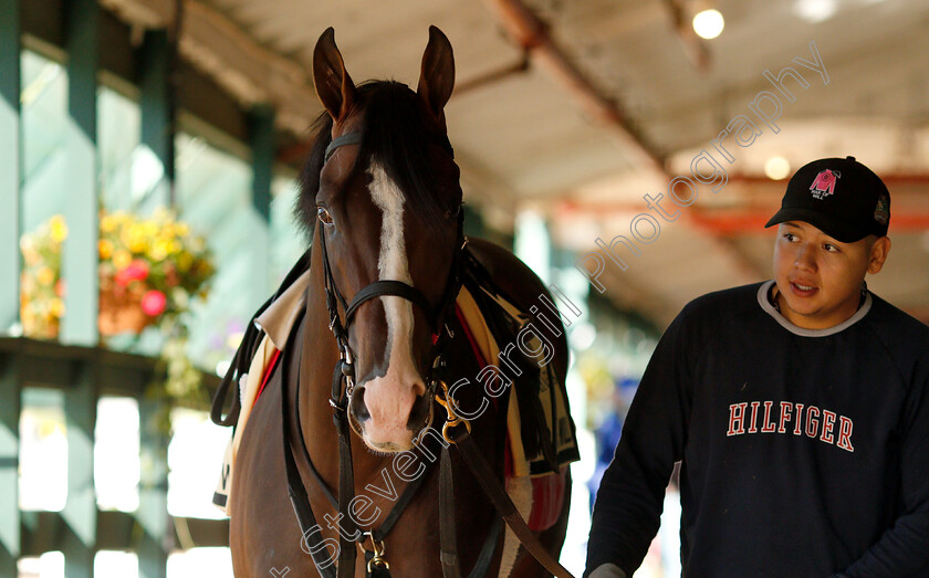 War-Of-Will-0004 
 WAR OF WILL exercising with groom Omar in preparation for the Preakness Stakes
Pimlico, Baltimore USA, 15 May 2019 - Pic Steven Cargill / Racingfotos.com