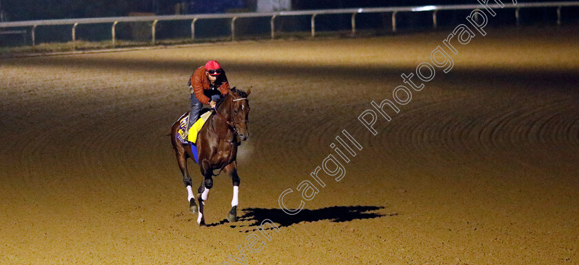 Flightline-0001 
 FLIGHTLINE training for the Breeders' Cup Classic
Keeneland USA 3 Nov 2022 - Pic Steven Cargill / Racingfotos.com