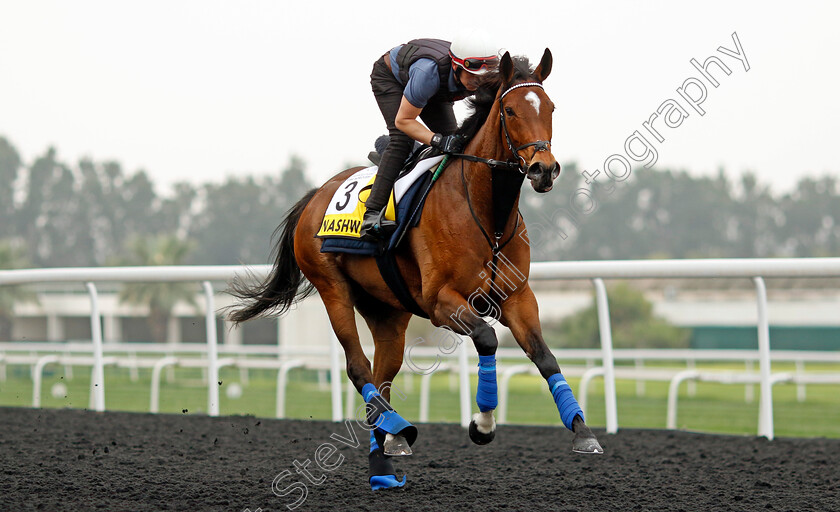 Nashwa-0001 
 NASHWA training for the Dubai Turf
Meydan Dubai 26 Mar 2024 - Pic Steven Cargill / Racingfotos.com