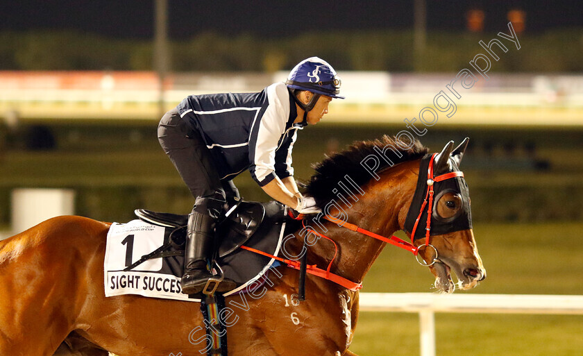 Sight-Success-0001 
 SIGHT SUCCESS training for the Al Quoz Sprint
Meydan, Dubai, 21 Mar 2023 - Pic Steven Cargill / Racingfotos.com