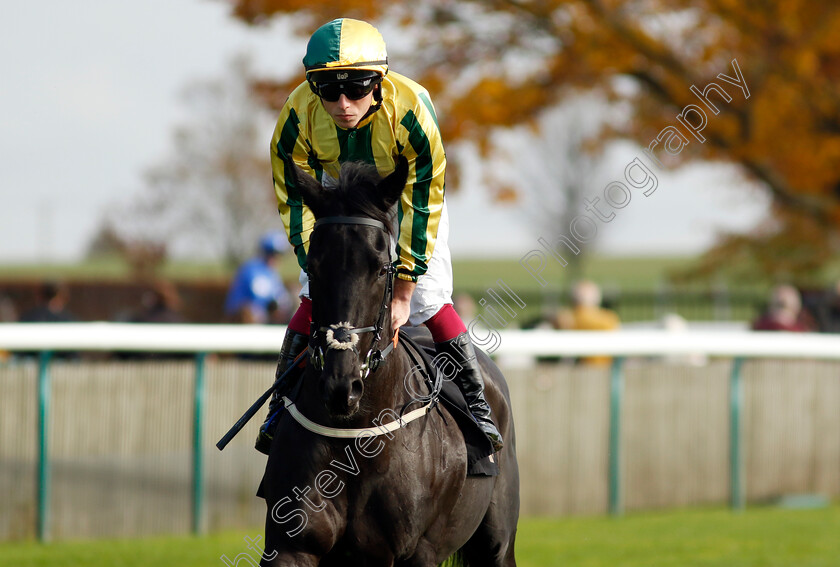 Baileys-Value-0001 
 BAILEYS VALUE (Jason Watson)
Newmarket 23 Oct 2024 - Pic Steven Cargill / Racingfotos.com