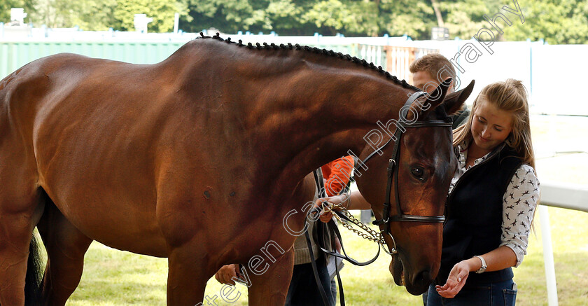 Lot-0157-Minimalistic-0001 
 A horse waits to be sold at the Tattersalls Ireland Ascot Sale
5 Jun 2018 - Pic Steven Cargill / Racingfotos.com