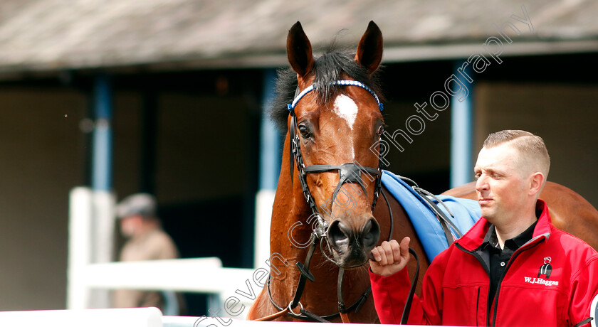 Naqeeb-0005 
 NAQEEB
Leicester 29 Apr 2023 - Pic Steven Cargill / Racingfotos.com