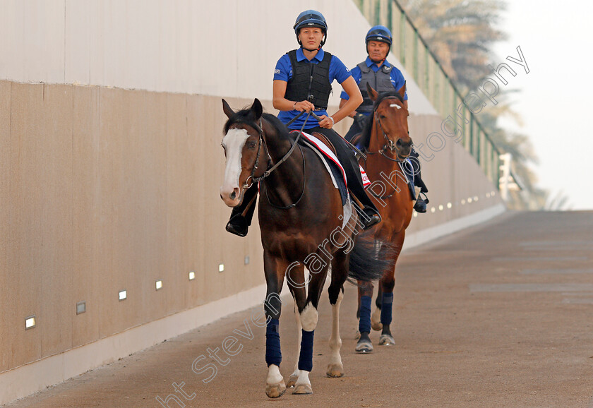 Talismanic-0003 
 TALISMANIC exercising in preparation for the Dubai World Cup Meydan 29 Mar 2018 - Pic Steven Cargill / Racingfotos.com