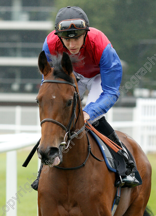 Golden-Cygnet-0001 
 GOLDEN CYGNET (James Doyle)
Newbury 19 Jul 2019 - Pic Steven Cargill / Racingfotos.com