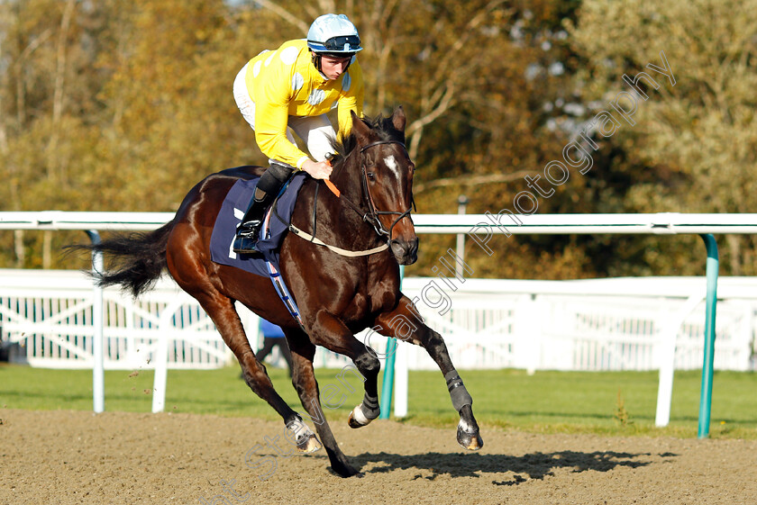 Mrs-Fitzherbert 
 MRS FITZHERBERT (Rossa Ryan)
Lingfield 28 Oct 2021 - Pic Steven Cargill / Raingfotos.com