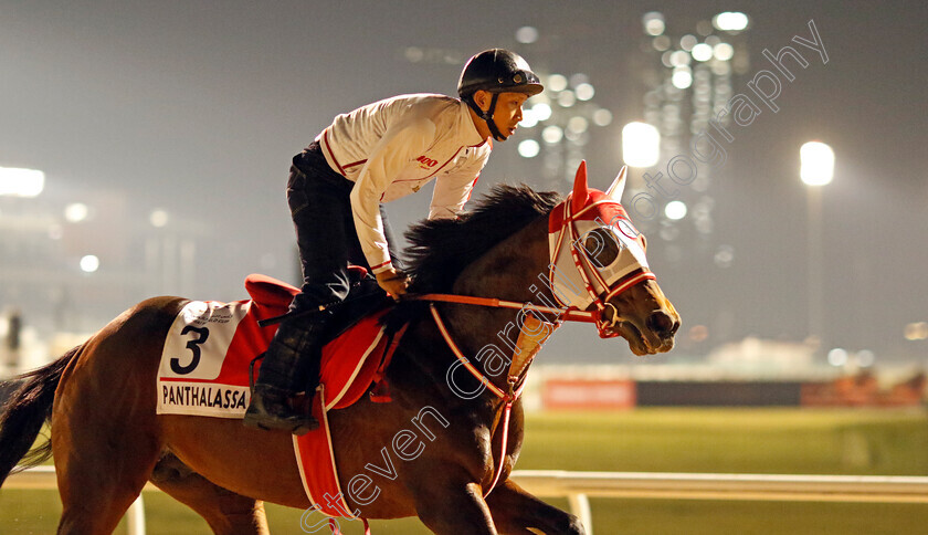 Panthalassa-0002 
 PANTHALASSA training for the Dubai World Cup
Meydan, Dubai, 21 Mar 2023 - Pic Steven Cargill / Racingfotos.com