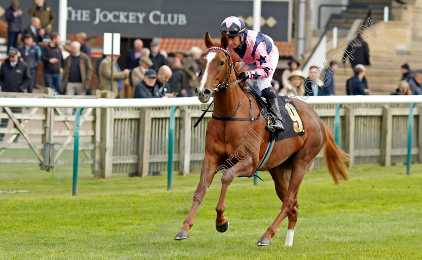 Hello-Miss-Lady-0001 
 HELLO MISS LADY (Greg Cheyne)
Newmarket 25 Oct 2023 - Pic Steven Cargill / Racingfotos.com