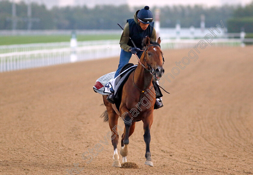 Force-And-Valour-0001 
 FORCE AND VALOUR training at the Dubai Racing Carnival
Meydan 22 Jan 2025 - Pic Steven Cargill / Racingfotos.com